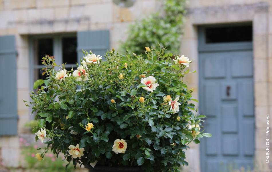 ©SUNFLOR - Primavera